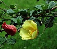 Image result for Pavonia