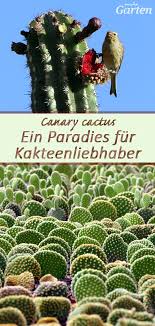 Traumhafte Kakteen Entdecken Kaktus Garten Mdr Garten