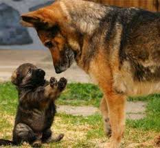 Our breeding program is partnered with world renowned kennels in czech republic and germany. Red German Shepherd Puppies Cute Animals Animals Baby Animals