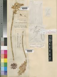 Image result for Bulbophyllum schinzianum