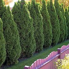 Stunning, mature specimen, extra tall hedging plants from 2.5 to 9m in height, for the ultimate in impact and privacy screening. 10 Outstanding Evergreen Trees For Privacy Better Homes Gardens