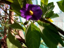 Red, white, bicoloured, yellow, purple. What Is This Flower Solanum Rantonnetii Thriftyfun