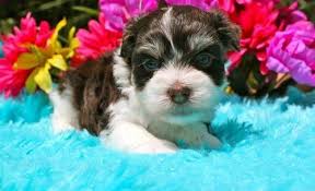 Our goal is to save one havanese at a time. Havanese Puppy For Sale Adoption Rescue For Sale In Tampa Florida Classified Americanlisted Com