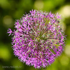 Garlic Flower Flowers Redzet Eu