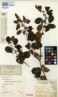 Image result for Rhoicissus tridentata