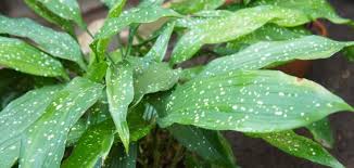 Image result for Kořenokvětka Aspidistra