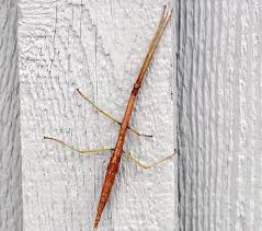 We did not find results for: Northern Walkingstick Family Diapheromeridae Field Station