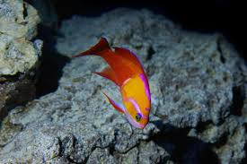 Image result for Aristida leucophaea