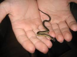 Garter Snake Baby Garter Snake Snake Garter