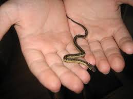 I work with normal and aberrant garter snakes. Garter Snake Baby Garter Snake Snake Garter
