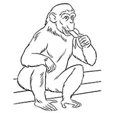 Print animal coloring pages for free and color our animal coloring! Top 25 Free Printable Zoo Coloring Pages Online