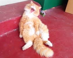 Maybe you would like to learn more about one of these? Orange Cats And Red Tabby Cats