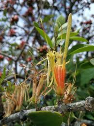 Image result for Erianthemum dregei