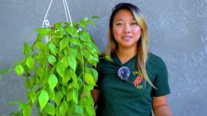 Image result for Ochna polyneura