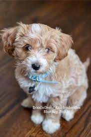 Pin On Petite English Teddy Bear Goldendoodles