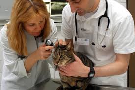 If your pet needs emergency veterinary care, contact your veterinarian or an emergency vet clinic immediately. Small Animal Clinic Departments Freie Universitat Berlin