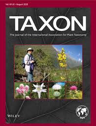 Image result for Helichrysum maranguense