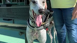 Interested in adopting a french bulldog? Palm Beach Kennel Club Hopes For 100 Adoption For Greyhounds After Nye Deadline Wpec
