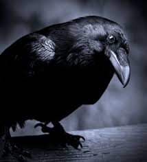 Big Black Bird With Black Beak Crows Excellent Memory Helps Them Tell Human Friend From Foe Crow Raven Pet Birds