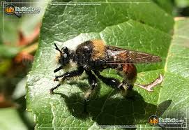 Image result for Philenoptera bussei