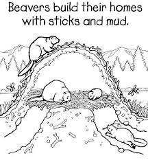 Hours of fun await you by coloring a free drawing nature beaver. Drawings Beaver Animals Printable Coloring Pages