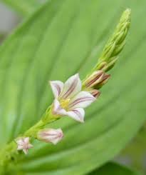 Image result for Spigelia anthelmia