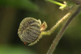 Image result for Abutilon longicuspe