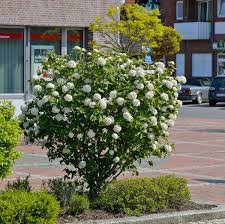 Es gibt ihn als immergrünes oder laubabwerfendes gehölz, als normalstrauch, großstrauch oder sogar in zwergform. Viburnum Tinus Lorbeer Schneeball Jetzt Gunstig Online Kaufen Bei Pflanzmich De