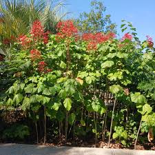 Image result for Clerodendrum poggei