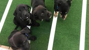 By collaborating on a large community pet adoption event, you make the most of your promotion efforts and engage the entire community in a celebration of pet adoption. Humane Society Of Tulsa Holds Annual Puppy Bowl Ktul