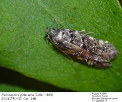 Image result for Chionodes continuellus