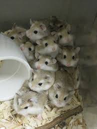 40 Funny Pictures Of House Full Of Pets Cute Hamsters Cute Baby Animals Funny Hamsters