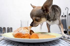 Lavt stoffskifte behandles ved å tilføre syntetisk fremstilte hormoner. Lavt Stoffskifte Hund Fredrikstad Dyrehospital