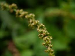 Image result for Rumex nepalensis