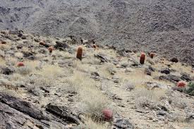 Stream cactus blossoms, a playlist by peter nevins from desktop or your mobile device. Fortynine Palms Oasis Trail Perfect For Day Hike