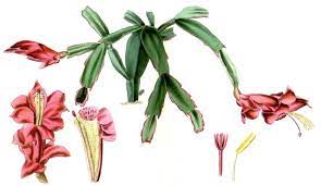 The knowledgeable mark gibbs lays out everything you. Schlumbergera Truncata Wikipedia