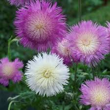 Cornflower Seeds Imperialis Mix Flower Seeds In Packets Bulk Eden Brothers Flower Seeds Chrysanthemum Flower Seeds Flowers