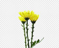 Flowers Crown Daisy Yellow Cut Flowers Chrysanthemum Plant Dandelion Daisy Family Crown Daisy Yellow Cut Flowers Png Pngwing Are you searching for yellow crown png images or vector?