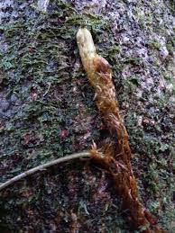 Image result for Lomariopsis guineensis