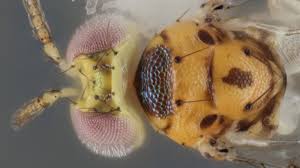 Image result for Crassocephalum ducis-aprutii