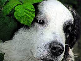Find pet waste removal cost information to hire your next professional. Dog Poop Pick Up In Troy Michigan Pet Waste Removal
