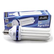 Just built a small grow box, painted inside walls flat white, added 3 pc fans 2 extract at the top and one intake, going to use 125 cfl blue spec for vegging on 18/6 light cycle, growing northern lights strain planting 2 but only plan to keep one because of space. Grow Cfl Low Consumption Buy Grow Cfl Low Consumption By Agrolite Online Lamota Growshop