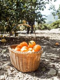 A Trip To The Coast With Kids Windy Peak Vintage Orange Farm Home Grown Vegetables Chickens Backyard