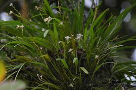 Image result for Polystachya mildbraedii