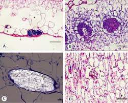 Image result for Commicarpus pilosus