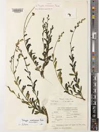 Image result for Polygala melilotoides