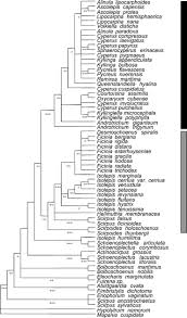 Image result for Lipocarpha rehmannii