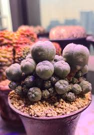 Image result for Loxodera caespitosa