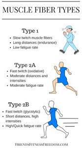 Muscle Fiber Type Comparison More At Friendsfitnessfreedom Com Types Of Muscles Muscle Hypertrophy Exercise Physiology