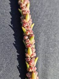 Image result for Sabicea orientalis